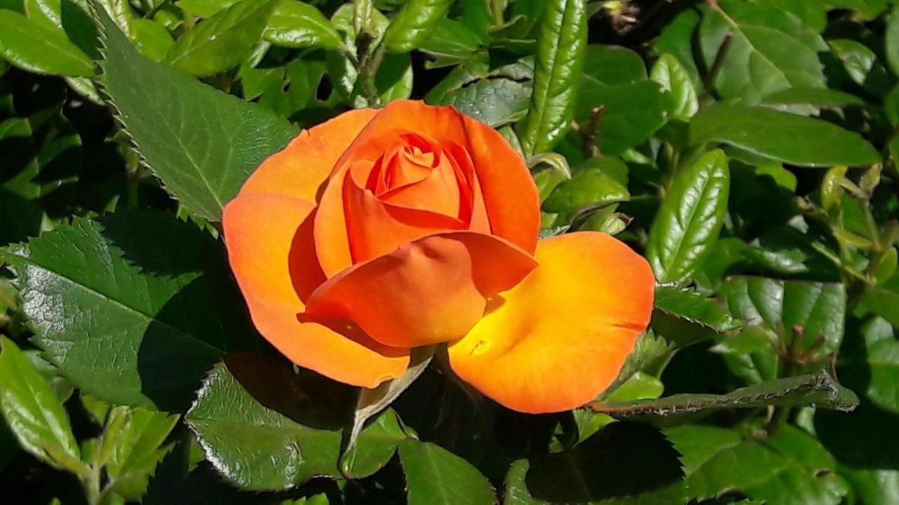 Rosa *